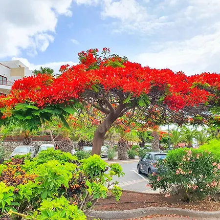 Terraza Sunset In Mar, Pool & Padel アパート パルム・マール